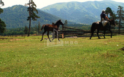 Borjomi district, village Tsikhisjvari