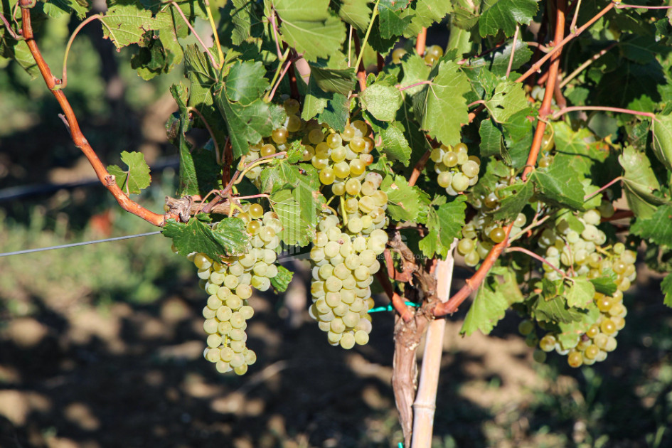 For Sale Chateau / Wine factory Commercial In Does, Kaspi
