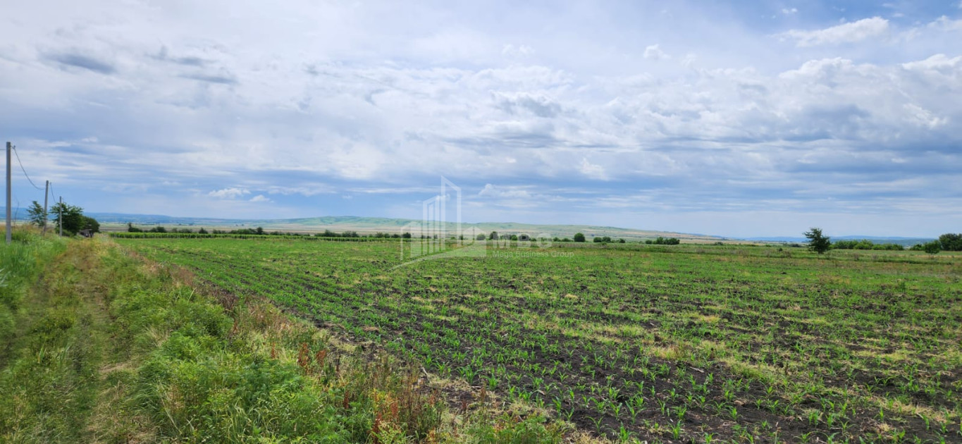 Продается Виноградник - Замковые Земля В Село Бадиаури, Сагареджо