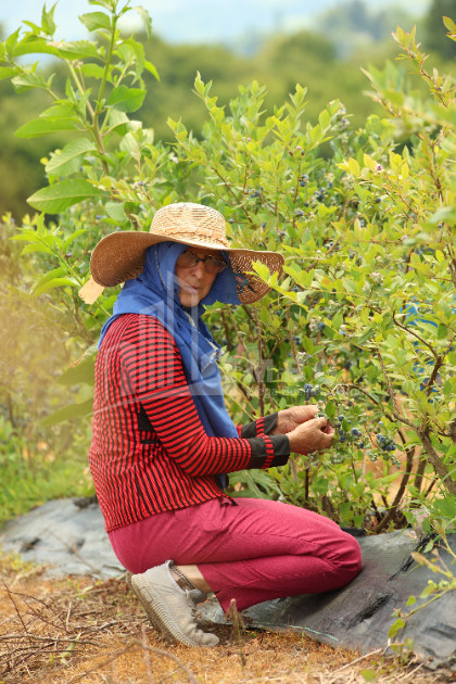 For Sale Blueberry orchard Land In Senaki