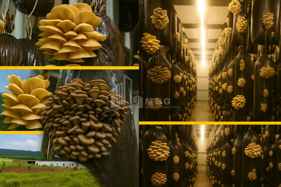 For Sale Mushroom Factory Commercial In Okami, Kaspi