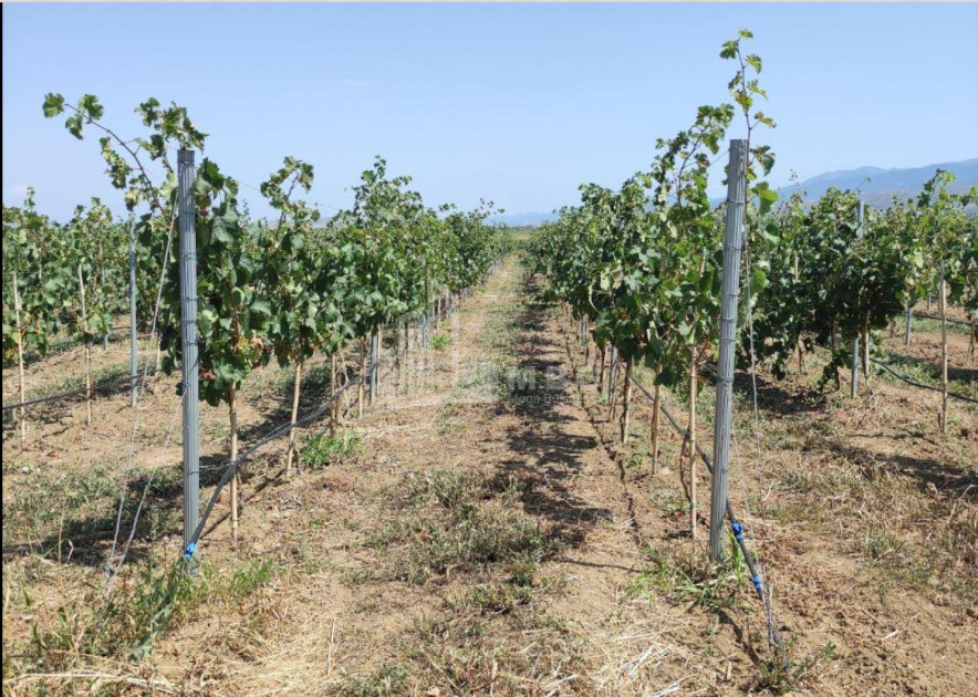 For Sale Chateau / Wine factory Commercial In Does, Kaspi