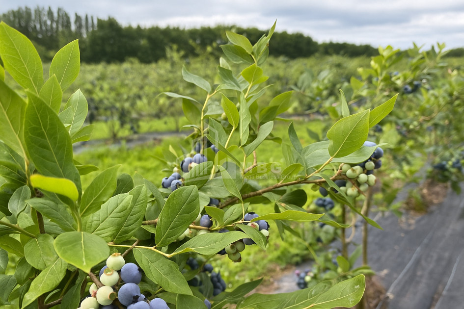 For Sale Blueberry orchard Land In Samegrelo
