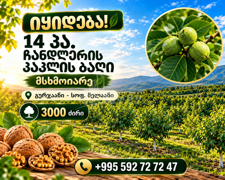 For Sale Walnut orchard Land In Melani, Gurjaani