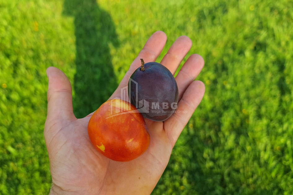 For Sale Orchards Land In Kvemo Shukhuti, Lanchkhuti