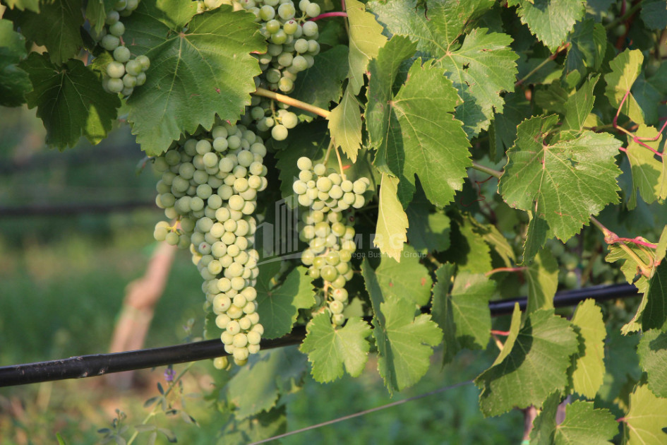 For Sale Chateau / Wine factory Commercial In Does, Kaspi