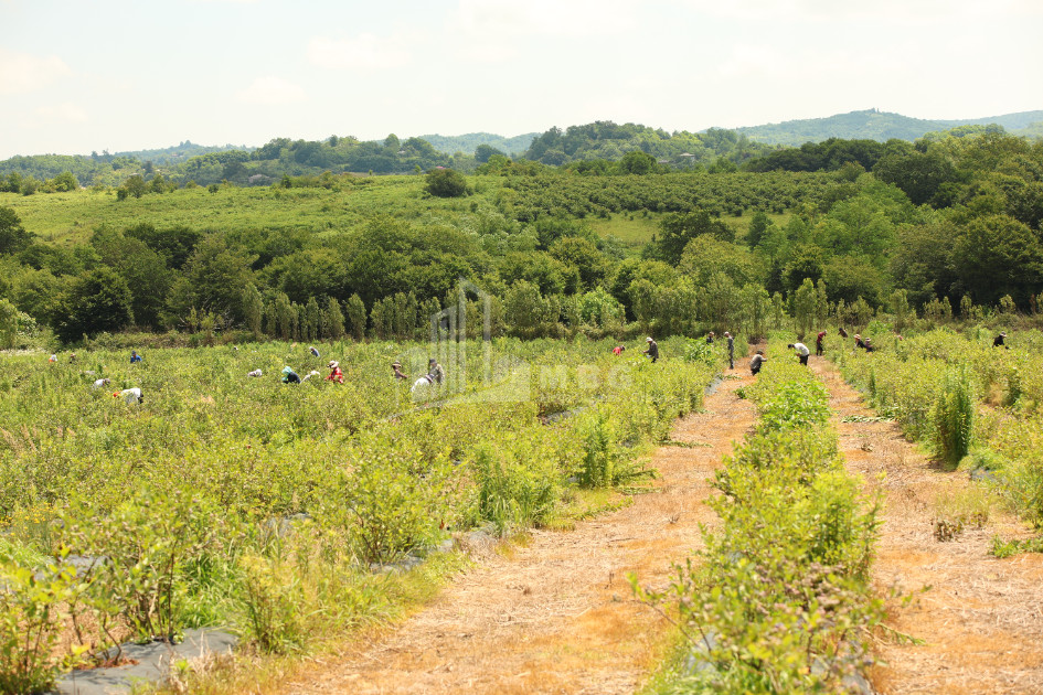 For Sale Blueberry orchard Land In Senaki