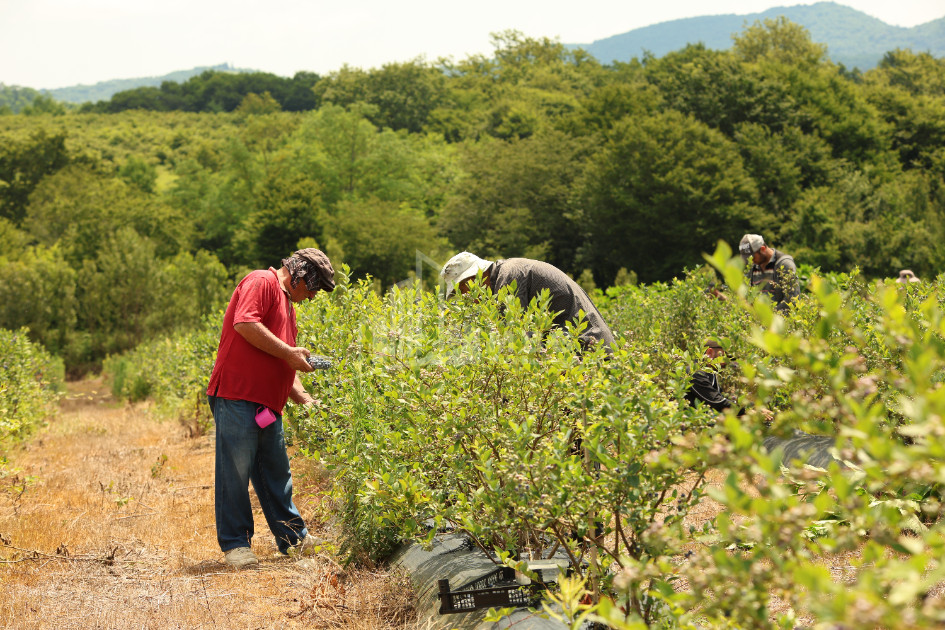 For Sale Blueberry orchard Land In Senaki