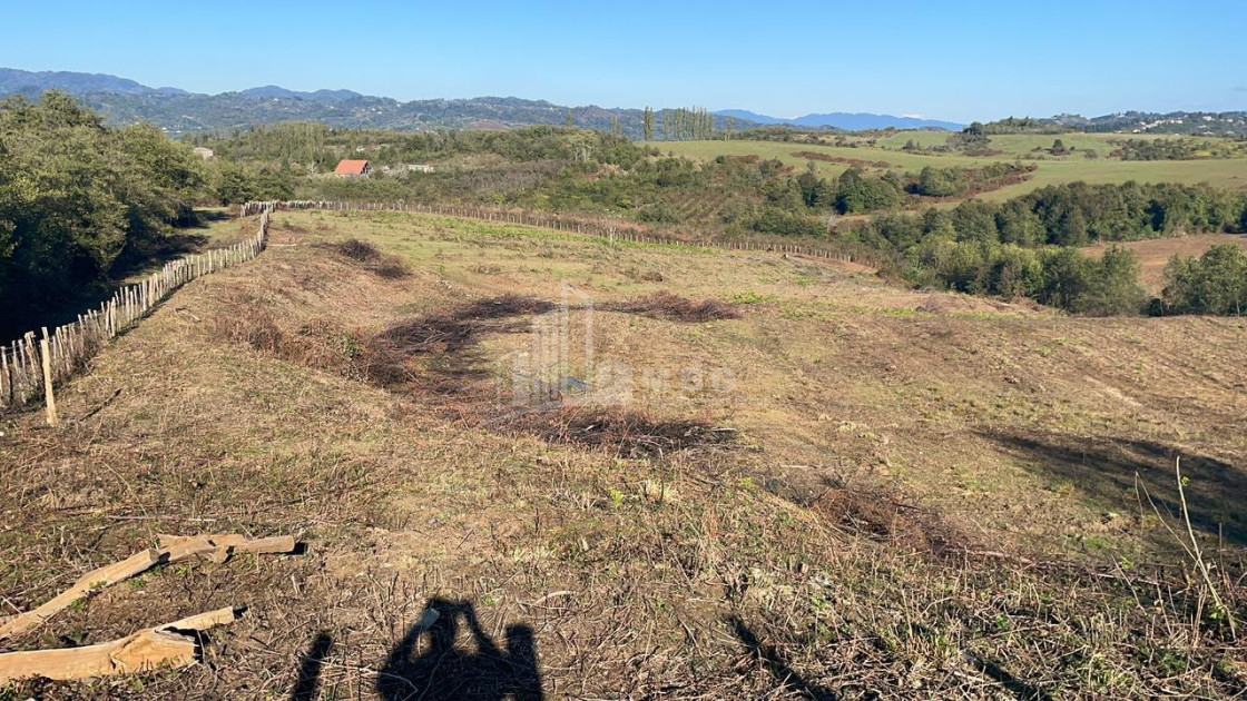 For Sale Blueberry orchard Land In Baileti, Ozurgeti