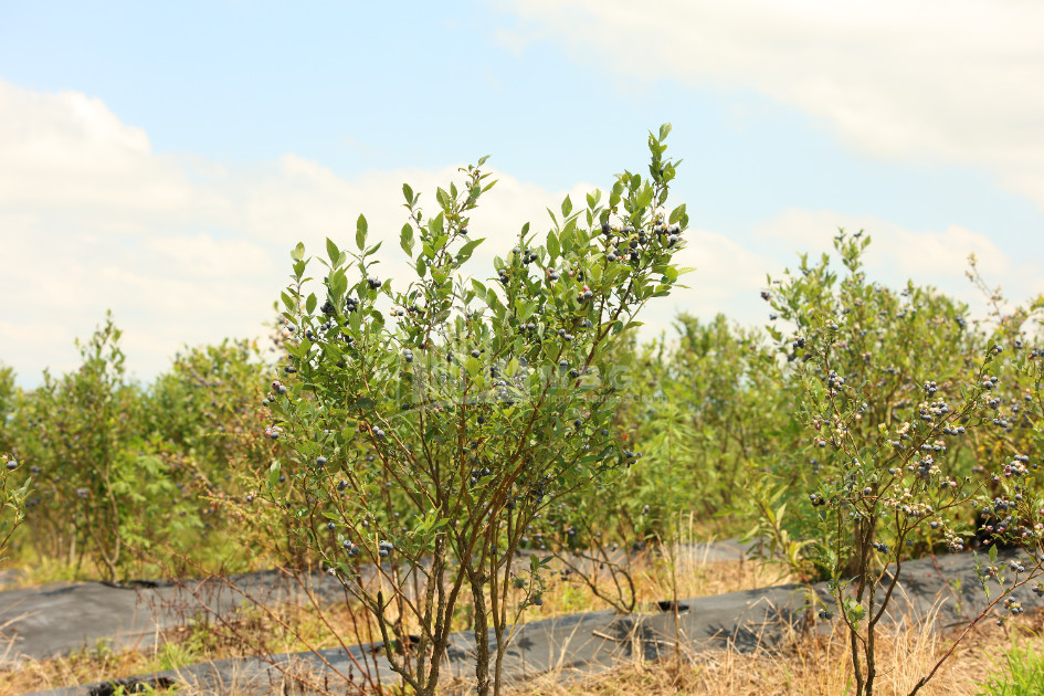 For Sale Blueberry orchard Land In Senaki