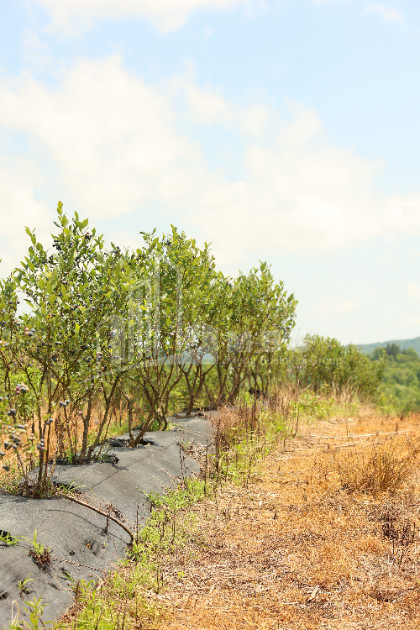 For Sale Blueberry orchard Land In Senaki