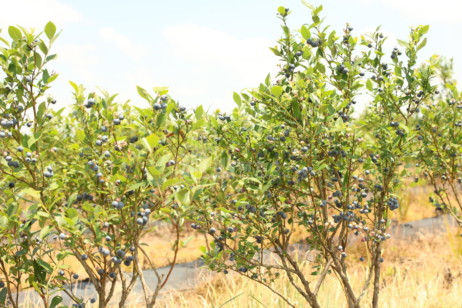 For Sale Blueberry orchard Land In Senaki