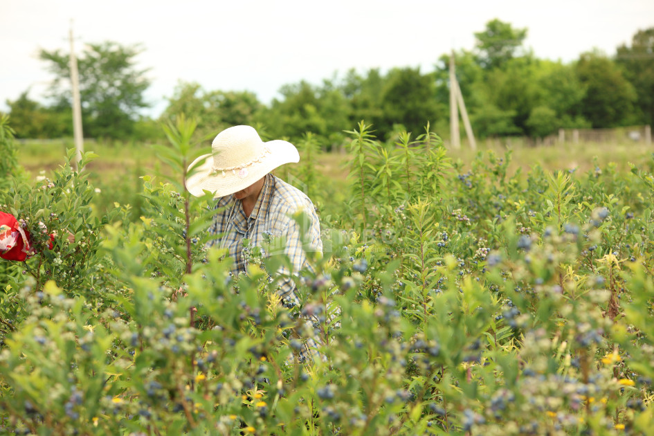 For Sale Blueberry orchard Land In Senaki
