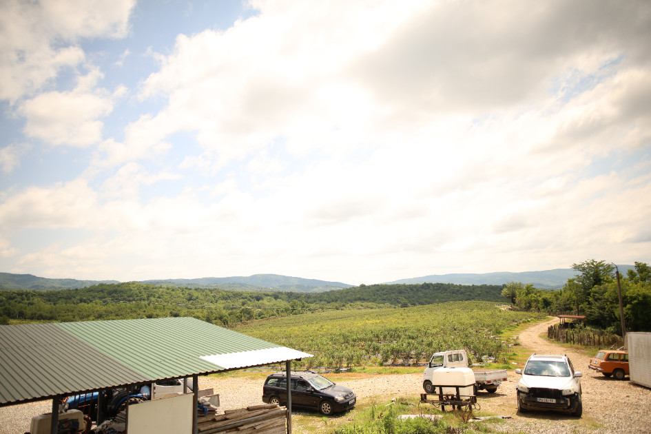 For Sale Blueberry orchard Land In Senaki