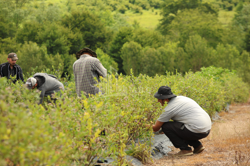 For Sale Blueberry orchard Land In Senaki