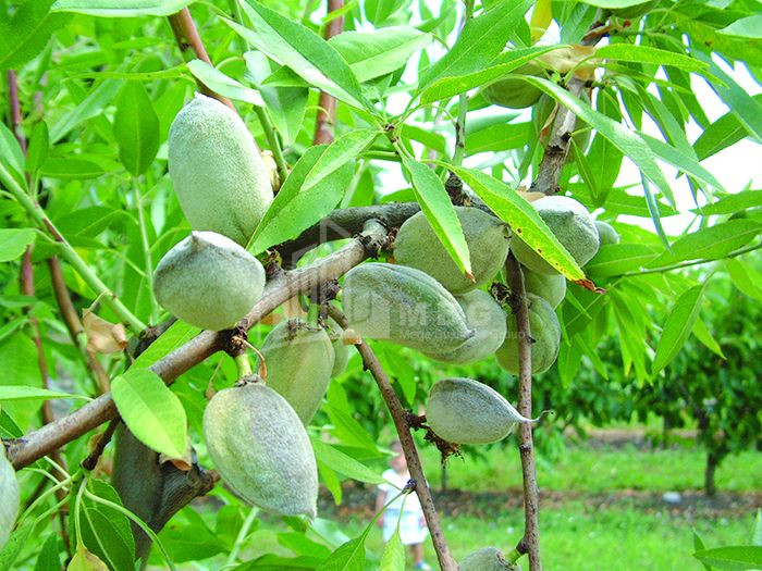 For Sale Walnut orchard Land In Bolnisi