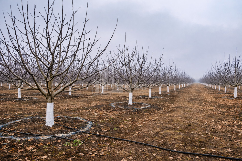 For Sale Walnut orchard Land In Melani, Gurjaani