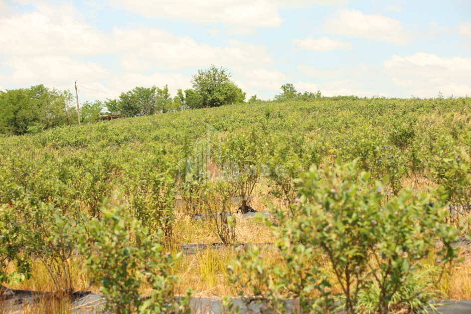 For Sale Blueberry orchard Land In Senaki