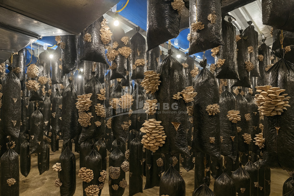 For Sale Mushroom Factory Commercial In Okami, Kaspi