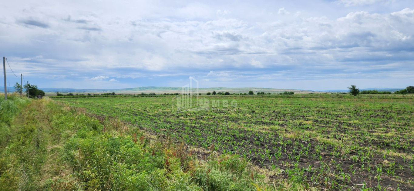 Продается Виноградник - Замковые Земля В Село Бадиаури, Сагареджо