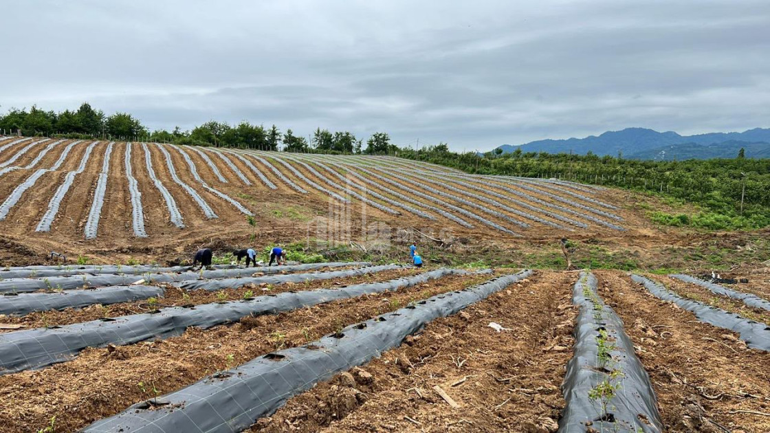 For Sale Blueberry orchard Land In Baileti, Ozurgeti