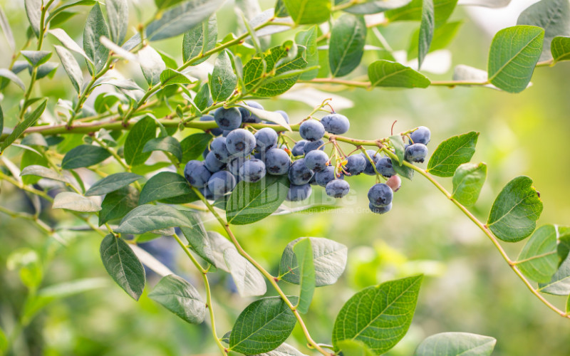 For Sale Blueberry orchard Land In Samegrelo