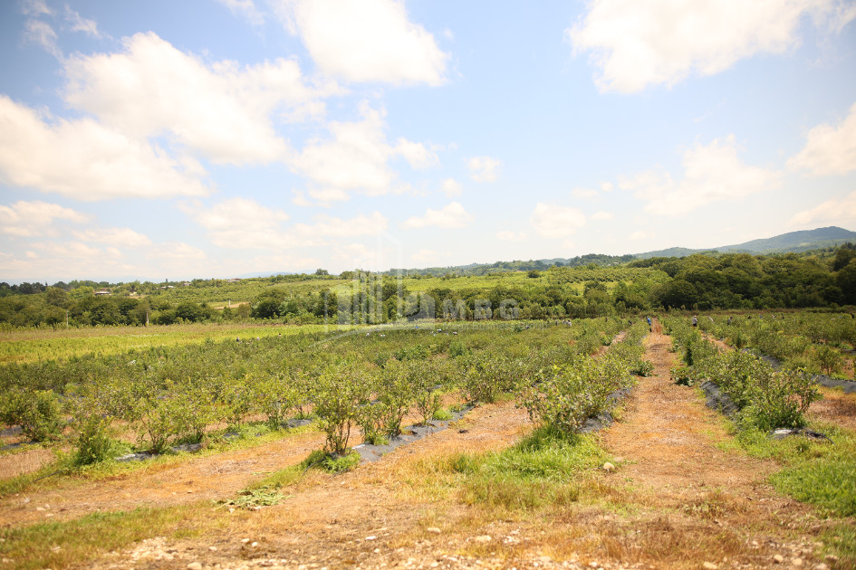 For Sale Blueberry orchard Land In Senaki