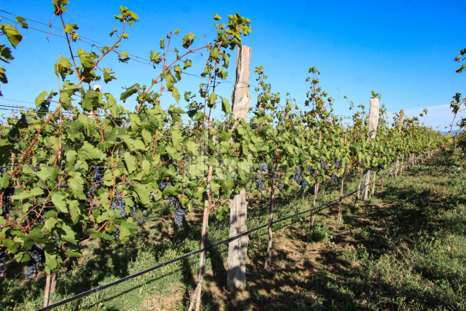 For Sale Chateau / Wine factory Commercial In Does, Kaspi