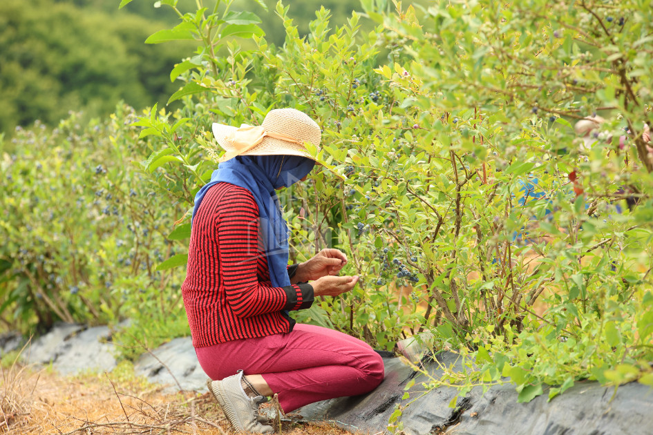 For Sale Blueberry orchard Land In Senaki