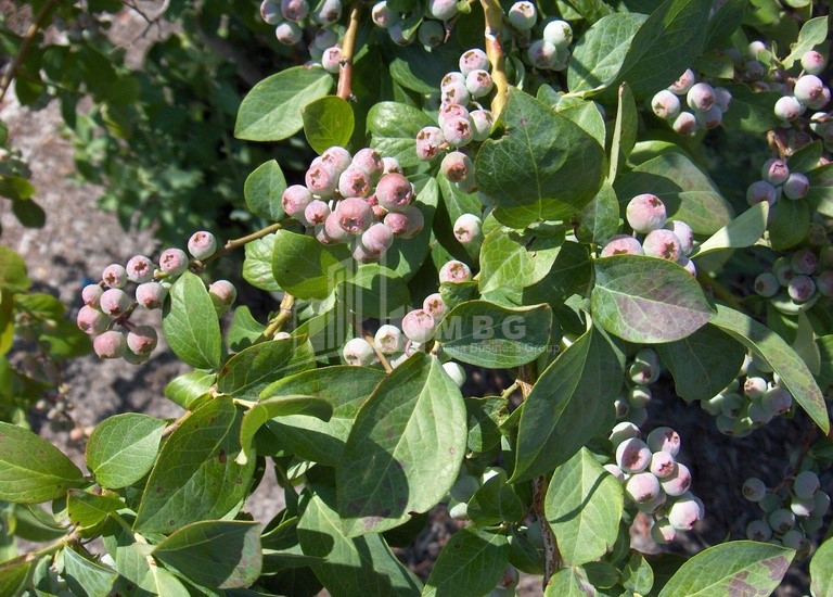 For Sale Blueberry orchard Land In Samegrelo