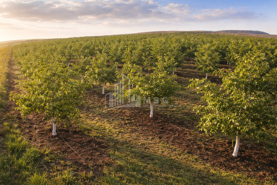 For Sale Walnut orchard Land In Melani, Gurjaani
