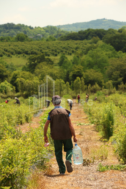 For Sale Blueberry orchard Land In Senaki
