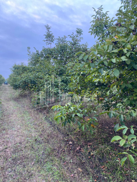 For Sale Walnut orchard Land In Melani, Gurjaani