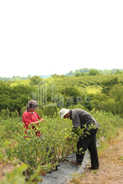 For Sale Blueberry orchard Land In Senaki