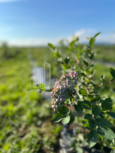 For Sale Blueberry orchard Land In Samegrelo