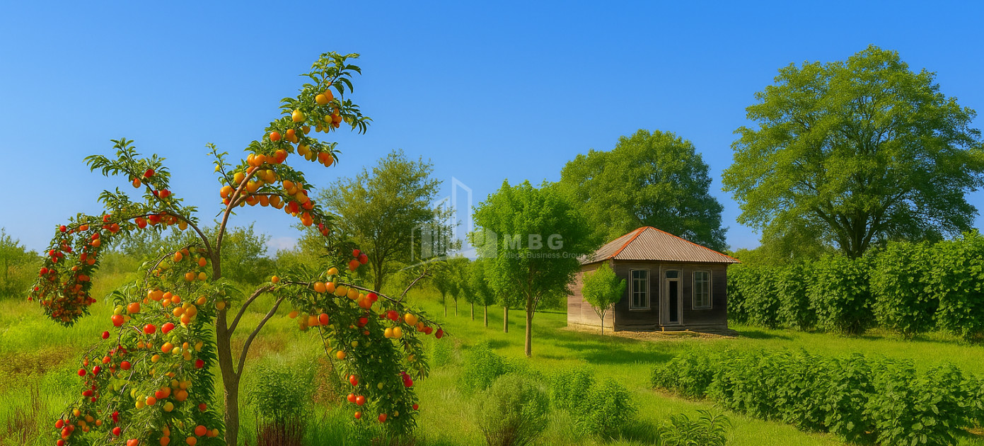 For Sale Orchards Land In Kvemo Shukhuti, Lanchkhuti