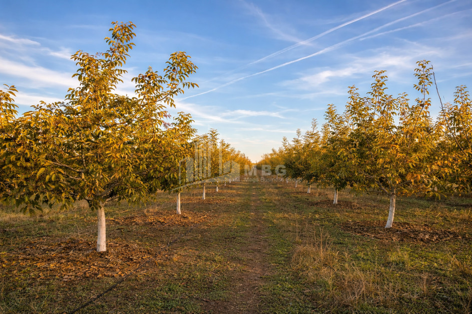 For Sale Walnut orchard Land In Melani, Gurjaani