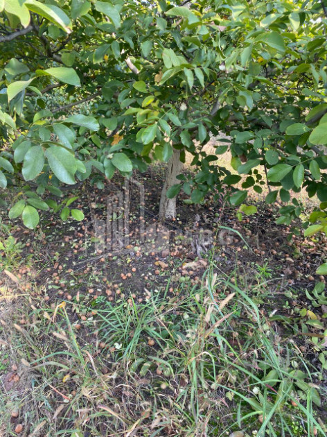 For Sale Walnut orchard Land In Melani, Gurjaani