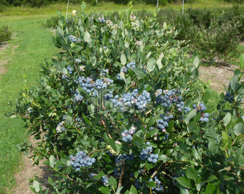 For Sale Blueberry orchard Land In Samegrelo