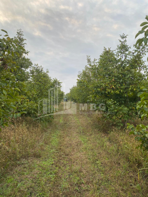 For Sale Walnut orchard Land In Melani, Gurjaani
