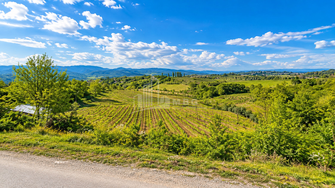 For Sale Blueberry orchard Land In Baileti, Ozurgeti