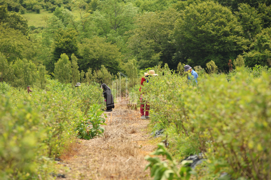 For Sale Blueberry orchard Land In Senaki