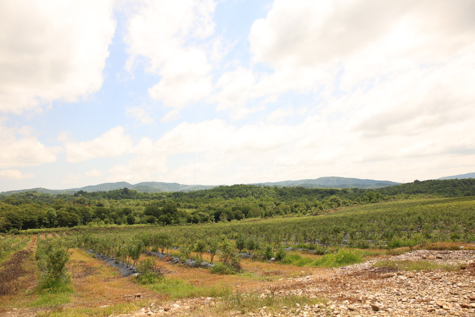 For Sale Blueberry orchard Land In Senaki