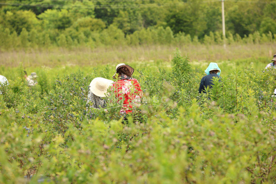 For Sale Blueberry orchard Land In Senaki