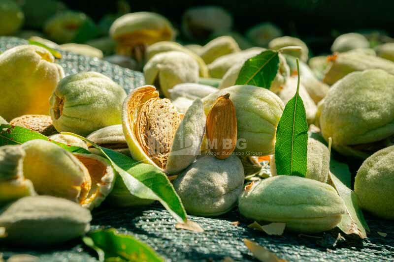 For Sale Walnut orchard Land In Bolnisi