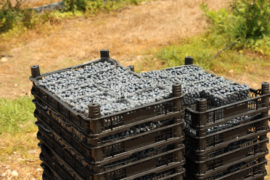 For Sale Blueberry orchard Land In Senaki