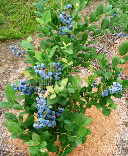 For Sale Blueberry orchard Land In Samegrelo