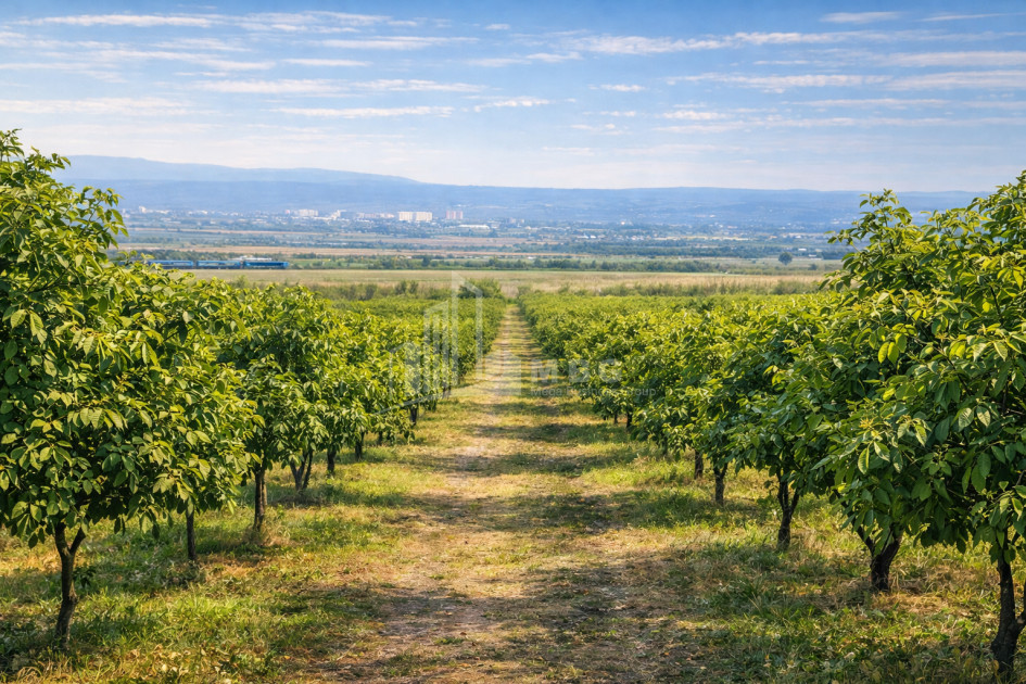 For Sale Orchards Land In the Village Shaumiani, Marneuli