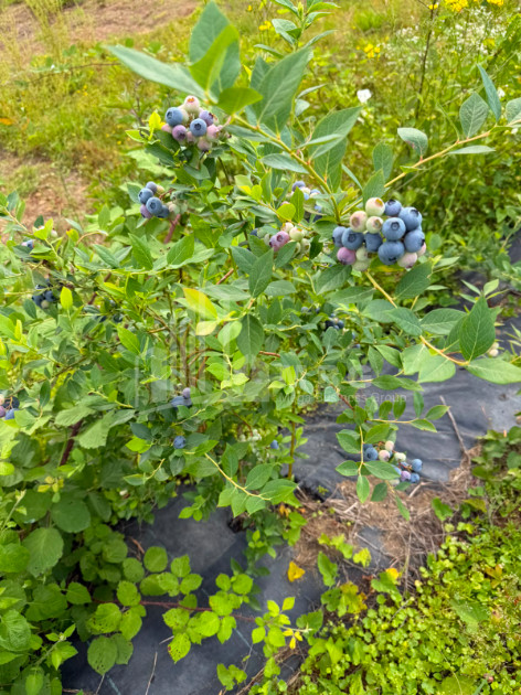 For Sale Blueberry orchard Land In Baileti, Ozurgeti