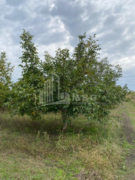 For Sale Walnut orchard Land In Melani, Gurjaani